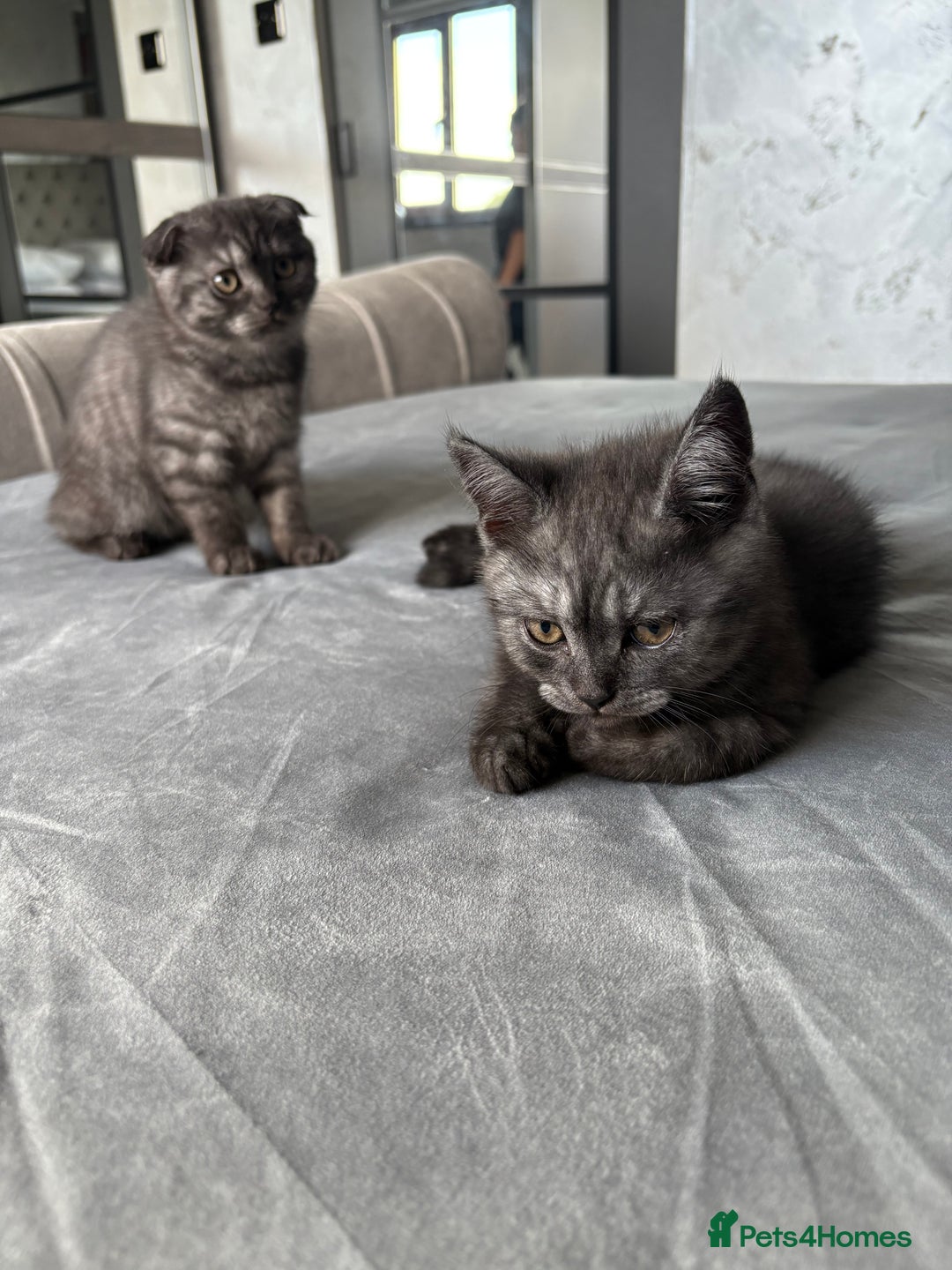 Scottish Fold cats for sale: 5 kittens Ready to find their forever homes  - Image 8