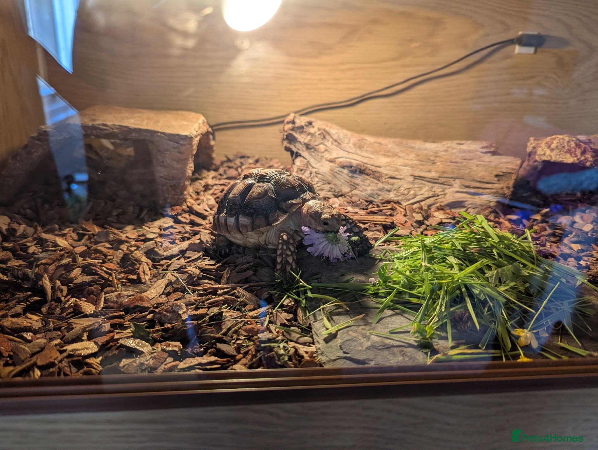Tortoise reptiles Sulcata Tortoise for sale with vivarium  - Advert 3