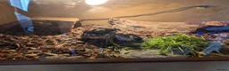 Tortoise reptiles for sale: Sulcata Tortoise for sale with vivarium  - Advert 1