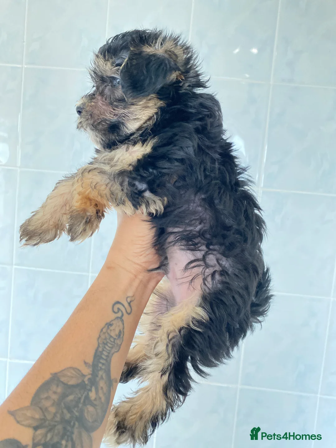 Chinese Crested dogs for sale: 💙💖Stunning Chinese crested ready now💖💙 - Advert 7