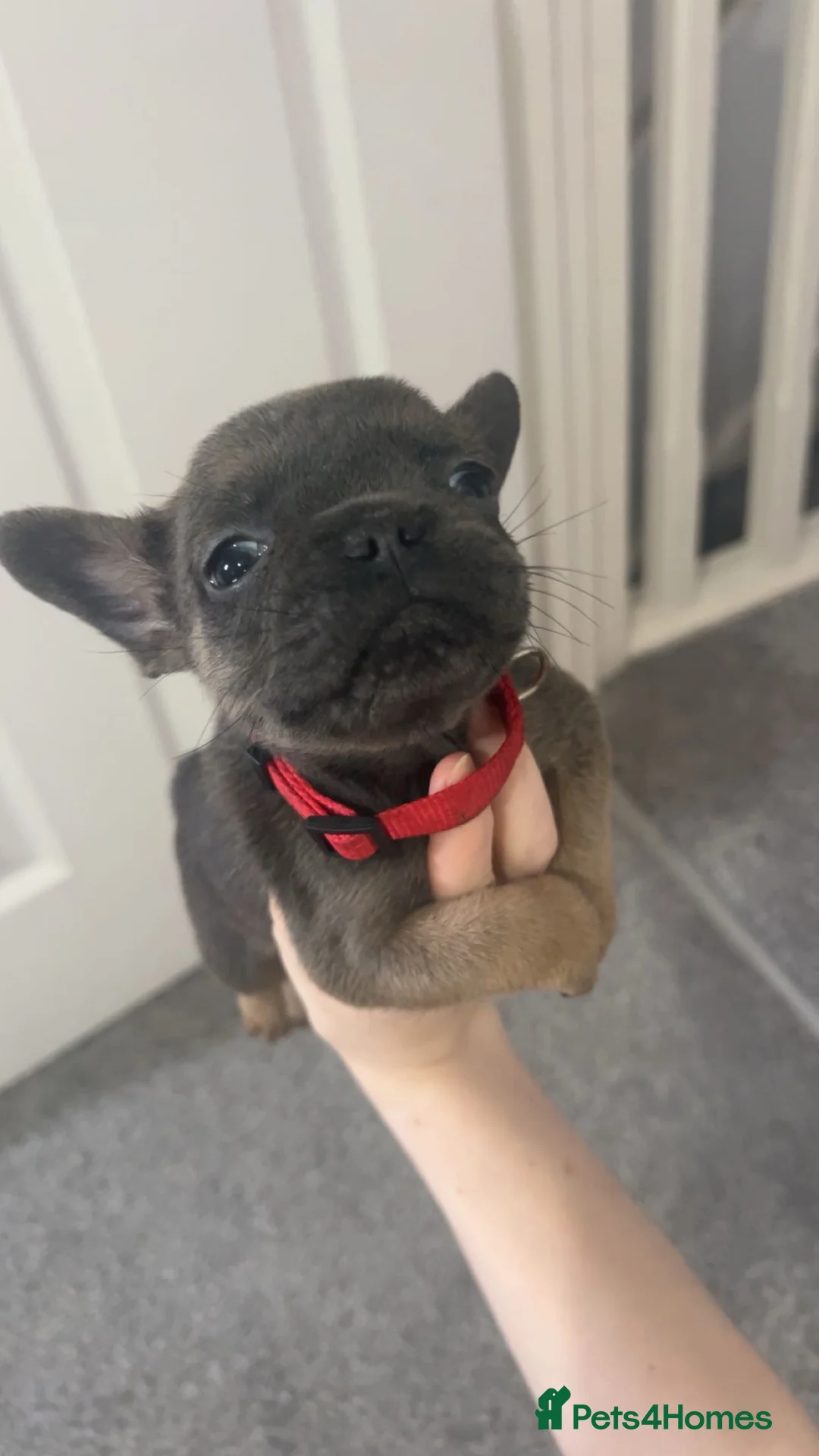 French Bulldog dogs for sale: FLUFFY PINK ISABELLA BLUE TAN KC REGISTERED  - Advert 13
