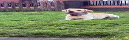 Labrador Retriever dogs for stud: Kylo  - Advert 4