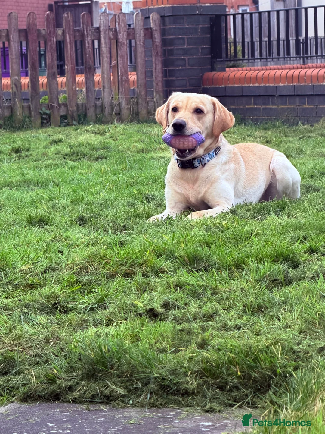 Labrador Retriever dogs for stud: Kylo  - Advert 4