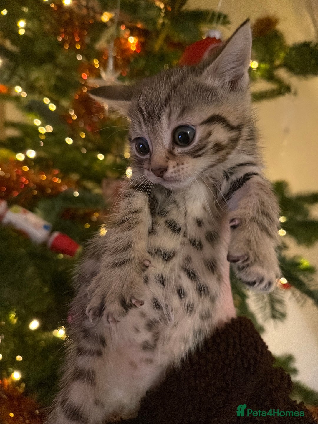 Mixed Breed cats for sale: X3 kittens for sale - Advert 3