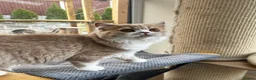 Scottish Fold cats for sale: Scottish Fold TICA Pedigree  - Advert 4