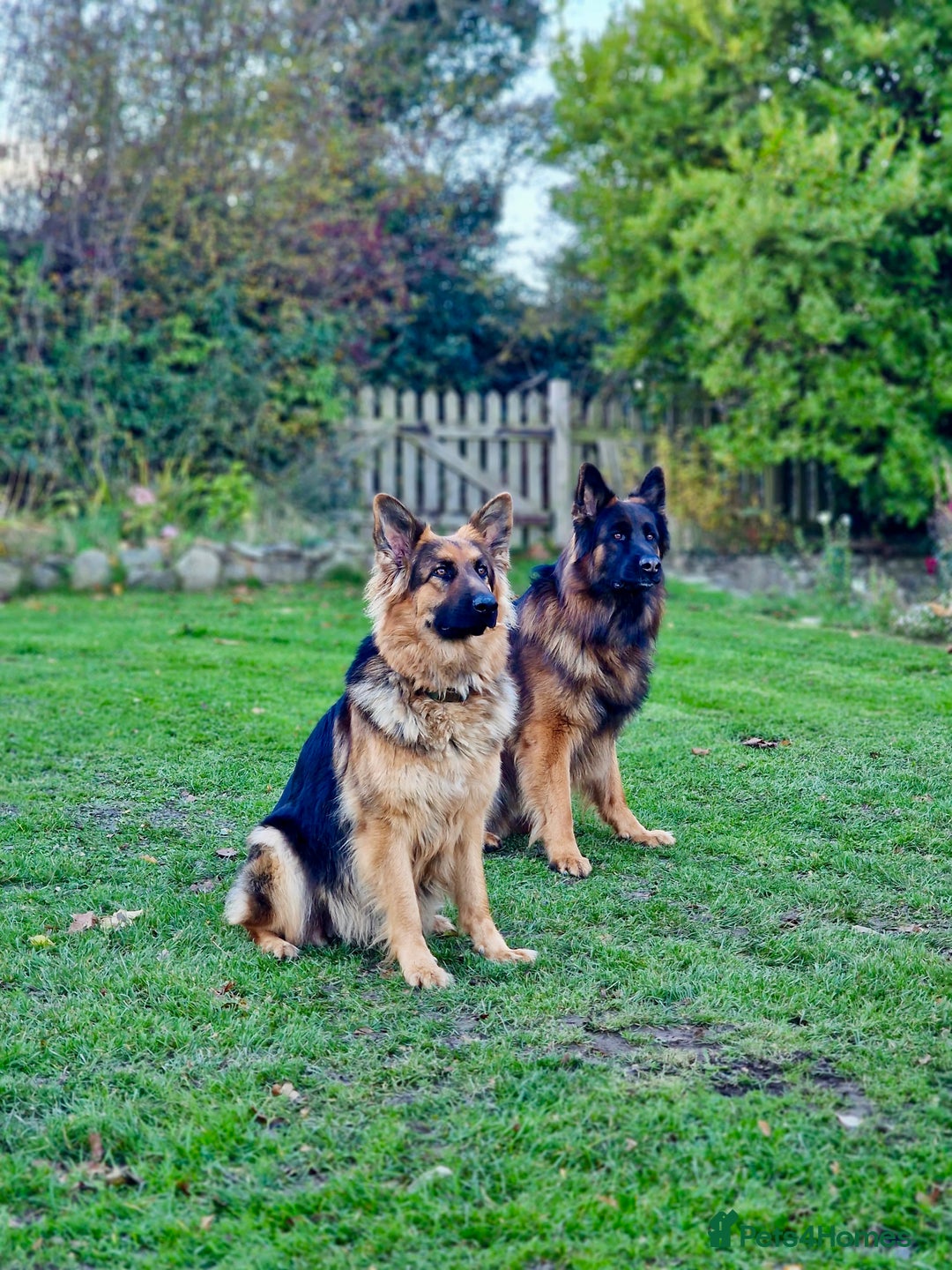 German Shepherd dogs for sale: Puppies - Long hair/Straight back German Shepherd - Advert 20