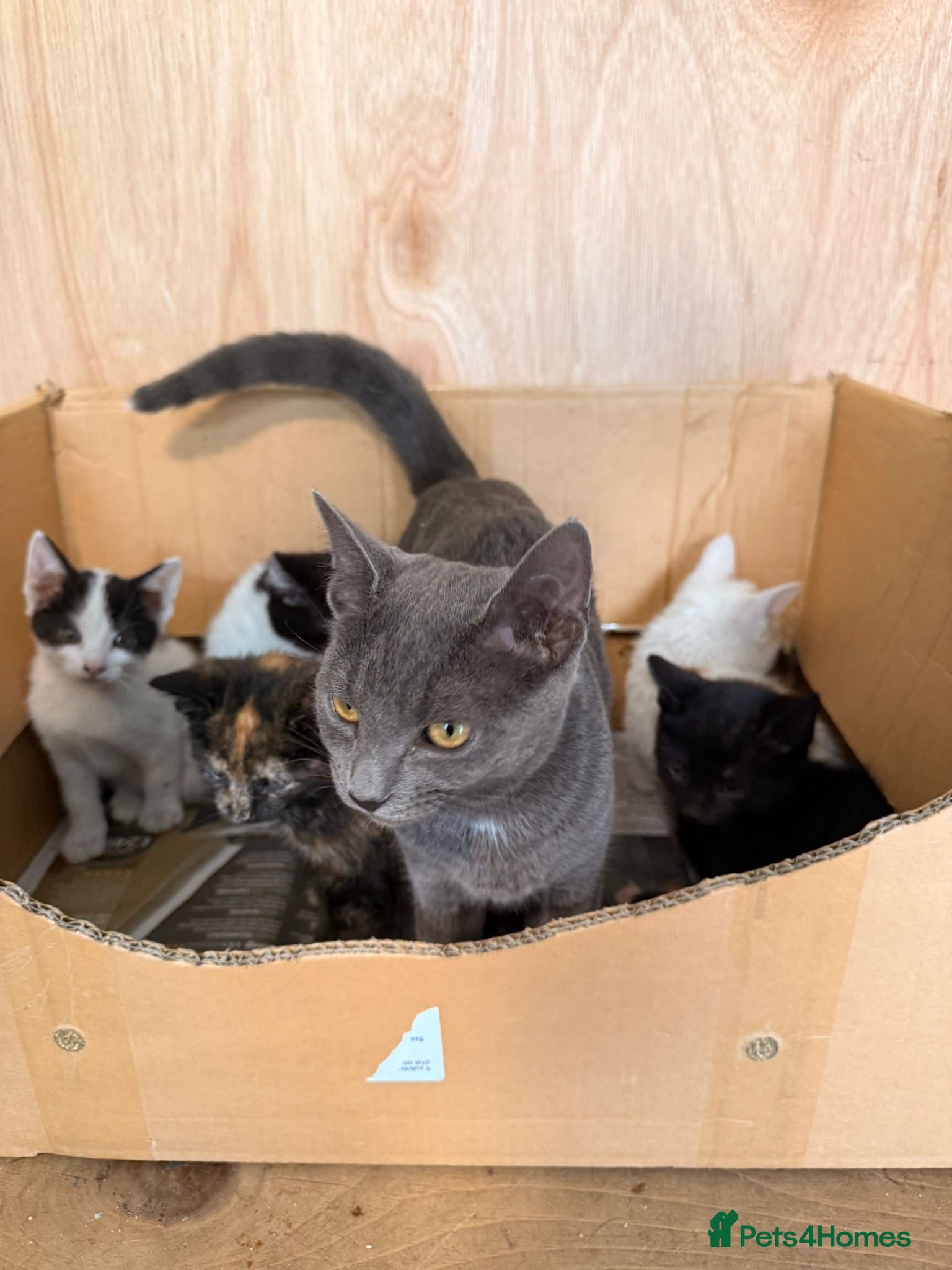 Mixed Breed cats Kittens for sale  - Advert 2