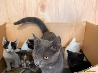 Mixed Breed cats Kittens for sale - Advert 2