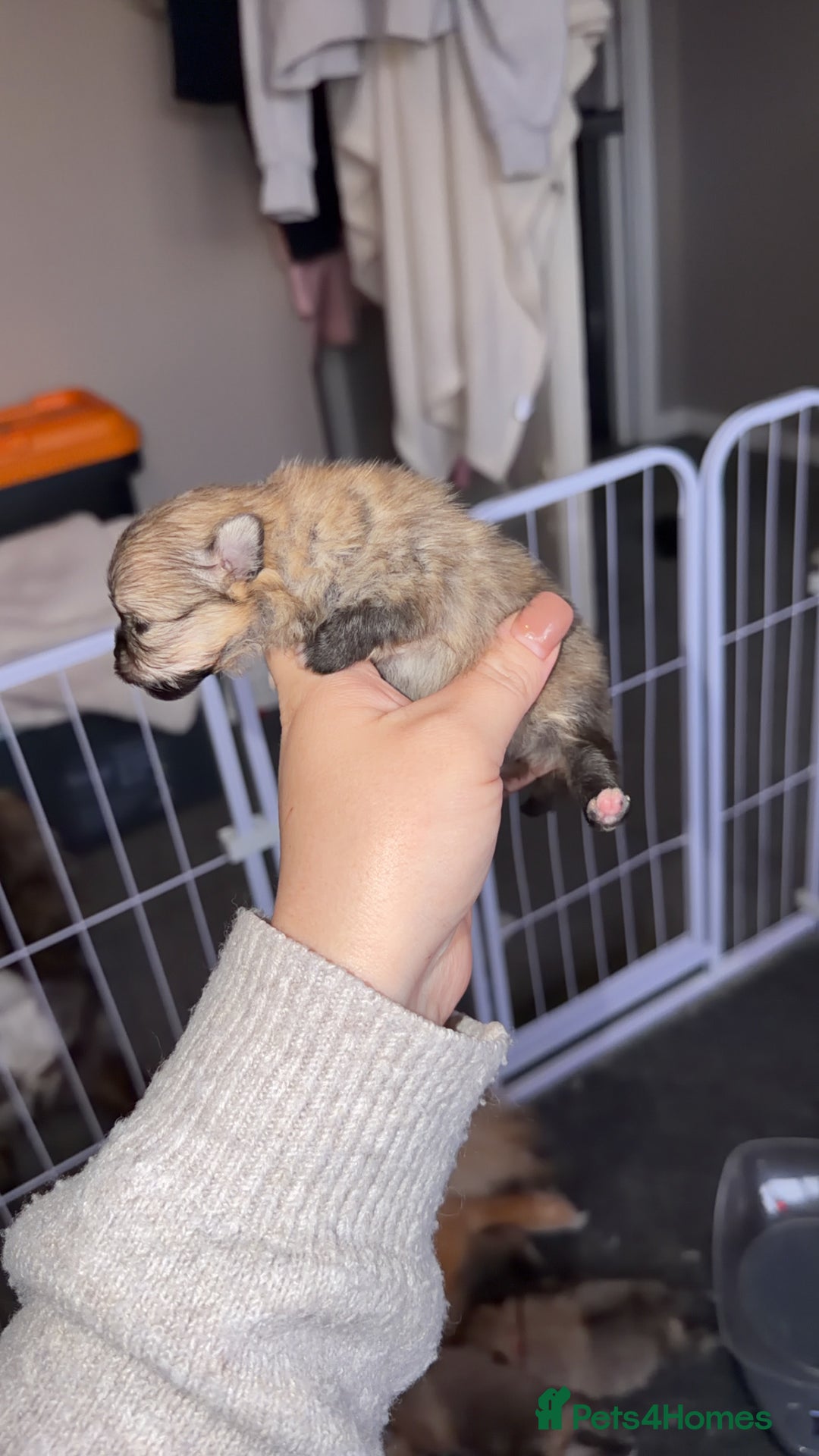 Pomeranian dogs for sale: Kc Pomeranians  - Advert 8