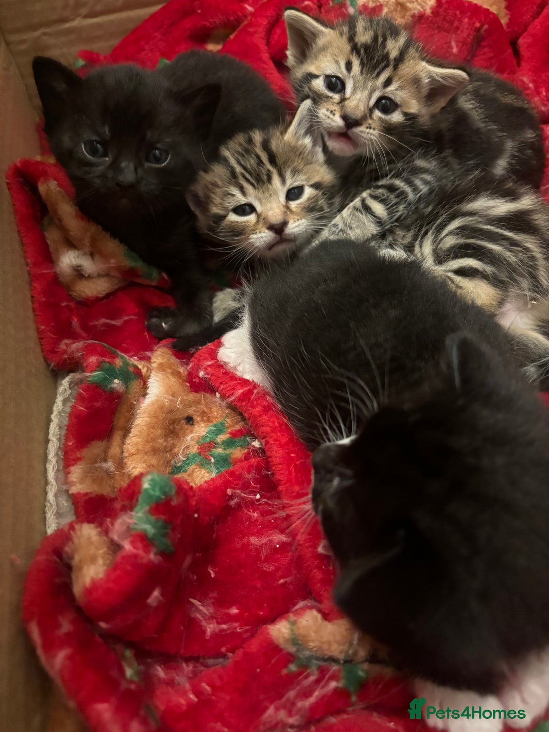 Bengal cats for sale: Bengal kittens  - Advert 22