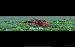 Golden Retriever dogs for sale: FOX RED WORKING GOLDEN RETRIEVERS- 5 STAR BREEDERS - Image 21