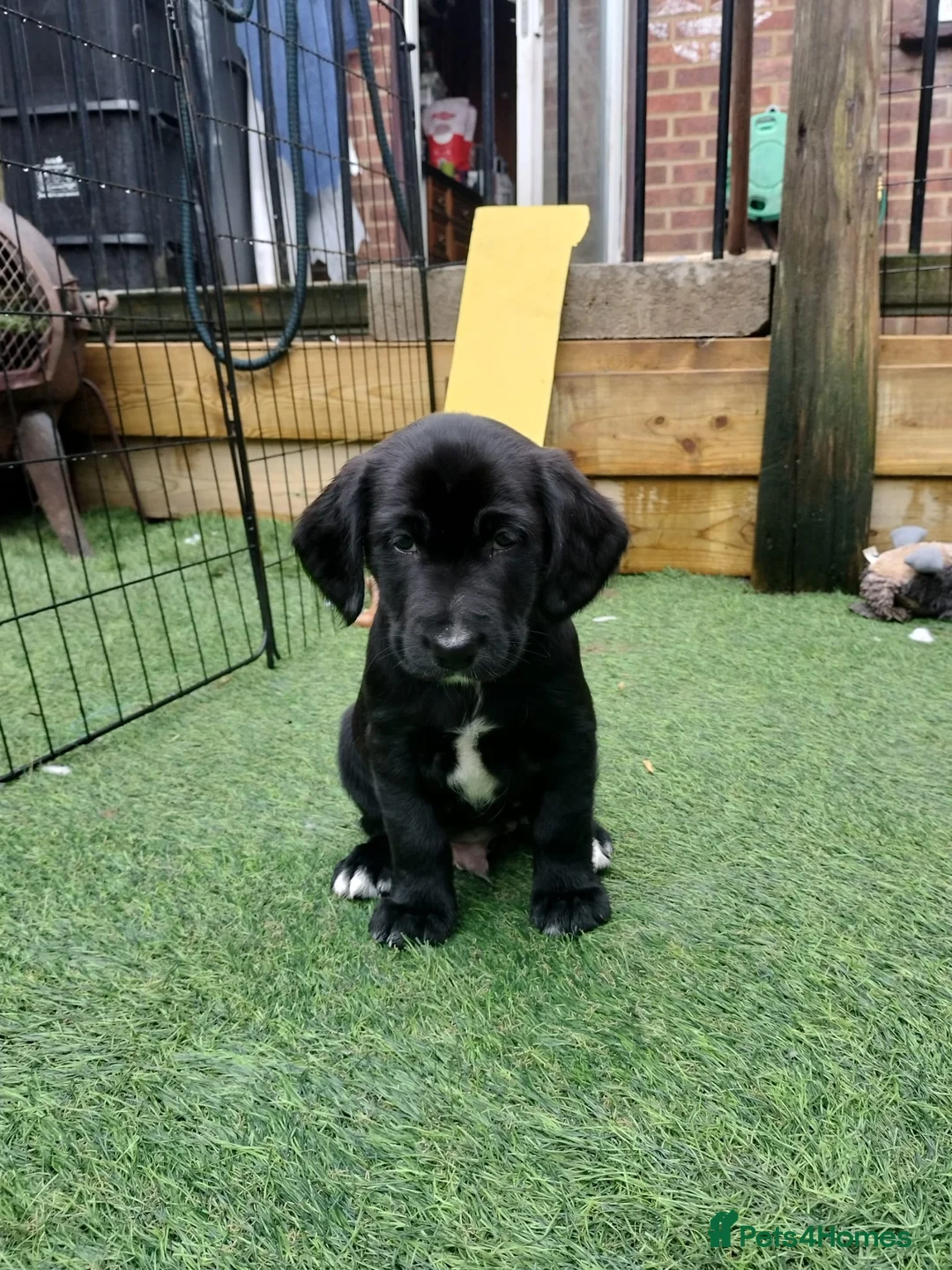 Mixed Breed dogs for sale: Cocker Spaniel x Border Collie Pups in Edgware - Advert 5