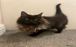 Maine Coon cats for sale: Maincoon boys - Image 2