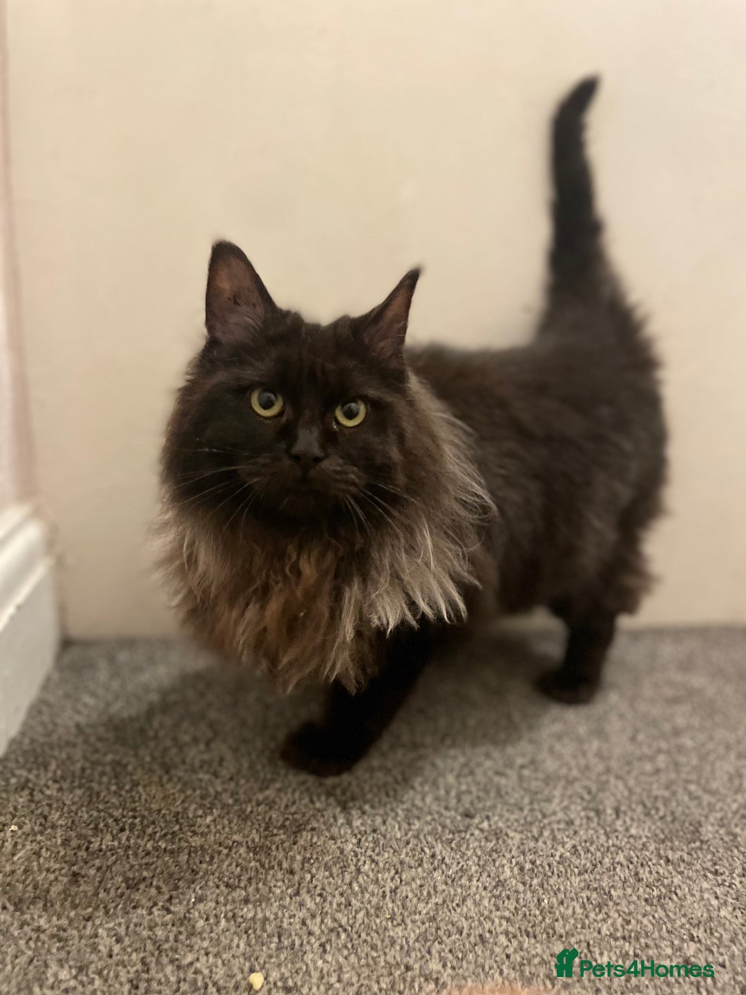 Maine Coon cats for sale: Maincoon boys - Image 2