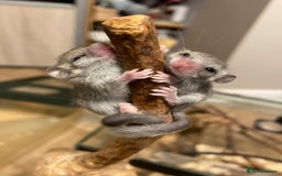 Mouse rodents for sale: 10 weeks old baby squirrels - Image 9