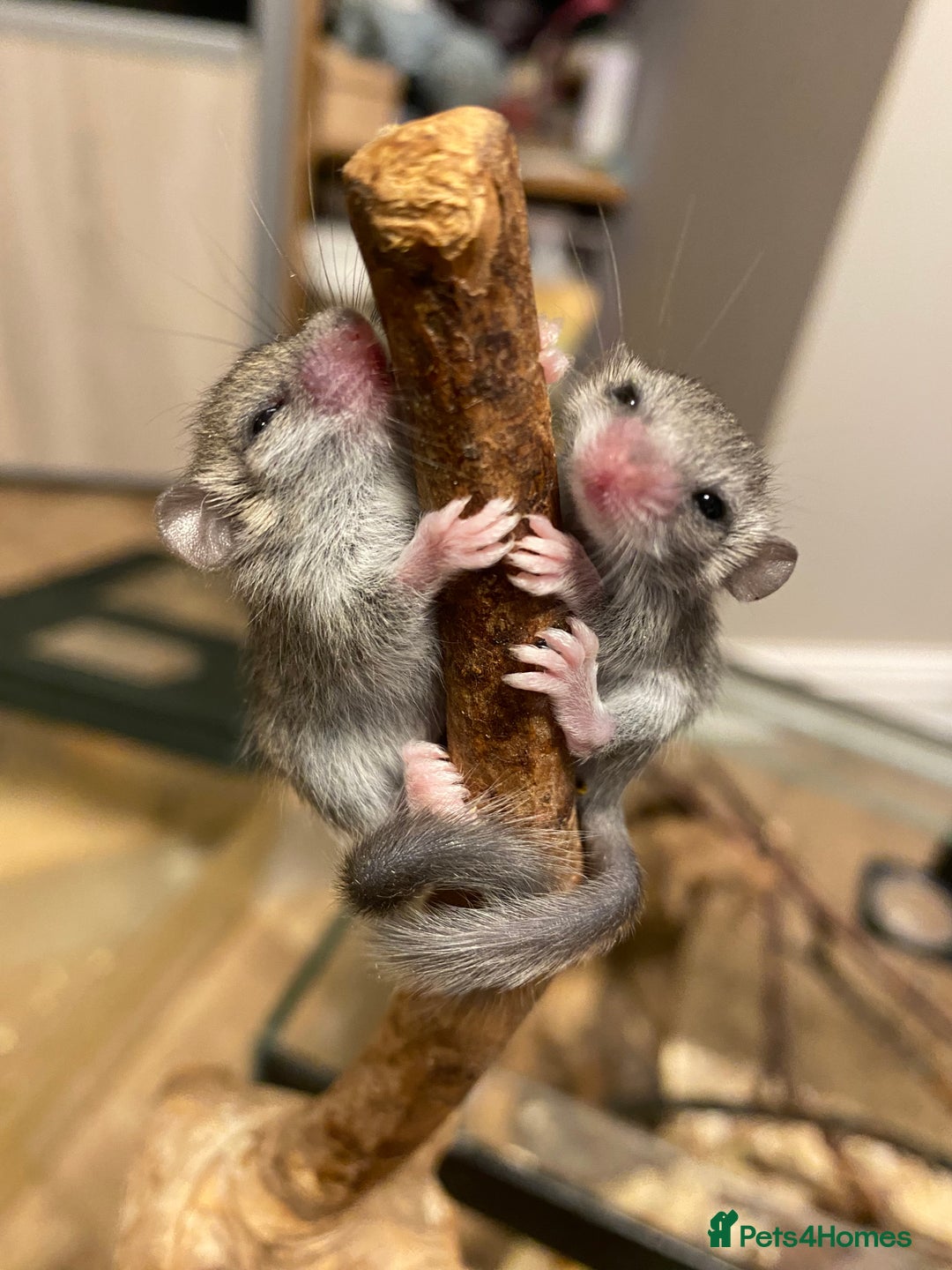 Mouse rodents for sale: 10 weeks old baby squirrels - Image 9