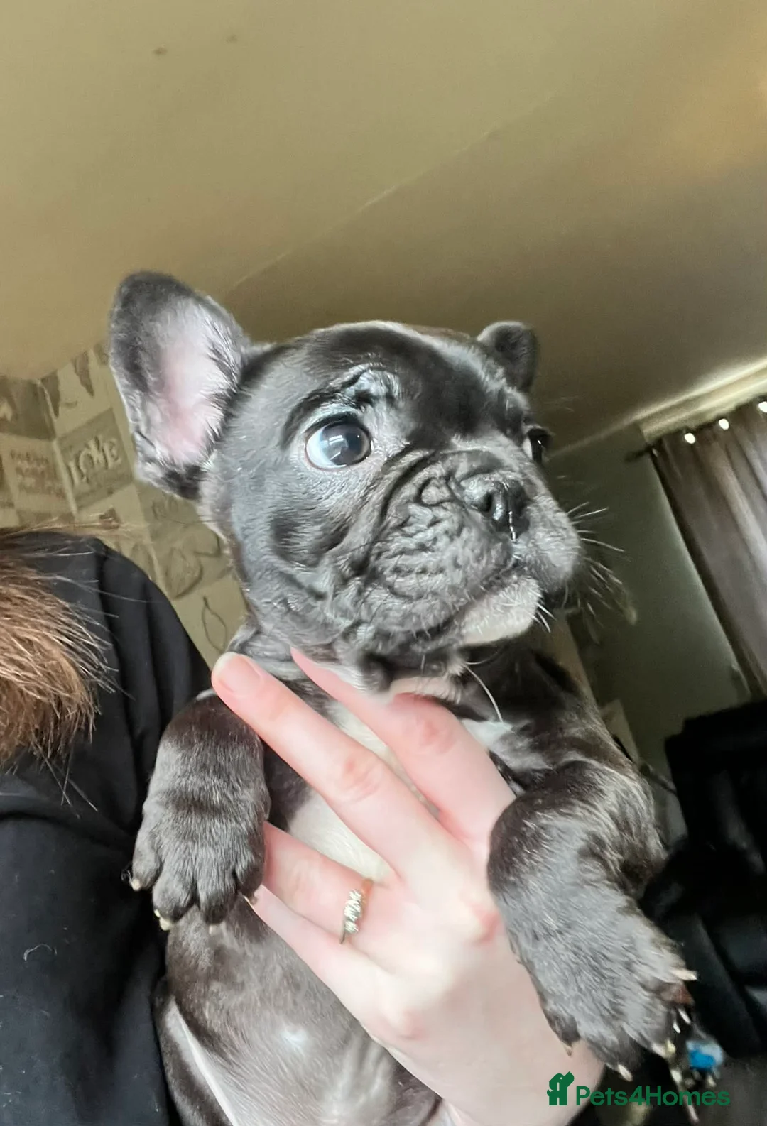 French Bulldog dogs for sale: French bulldog male puppy  in Coalville - Advert 4