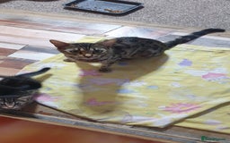 Bengal cats for sale: Bengal spotted,leopard kittens  - Image 5