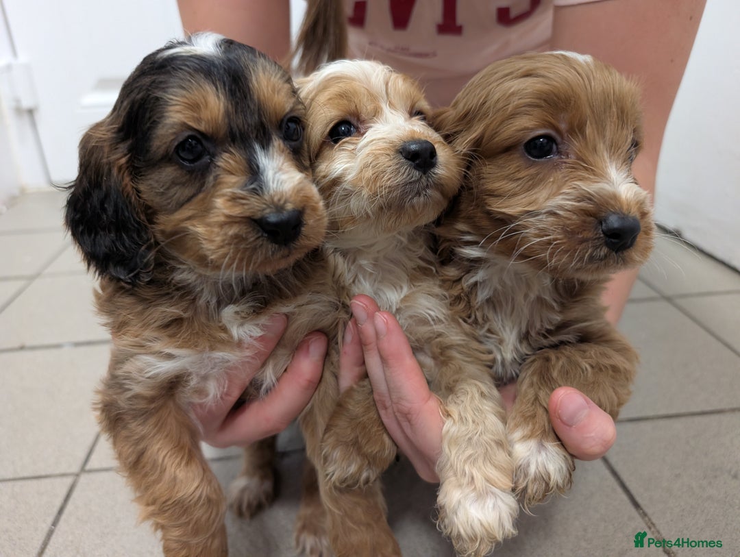 Cockapoo dogs for sale: Showtype F1 Cockapoos! Parents DNA Clear ✅ - Advert 1