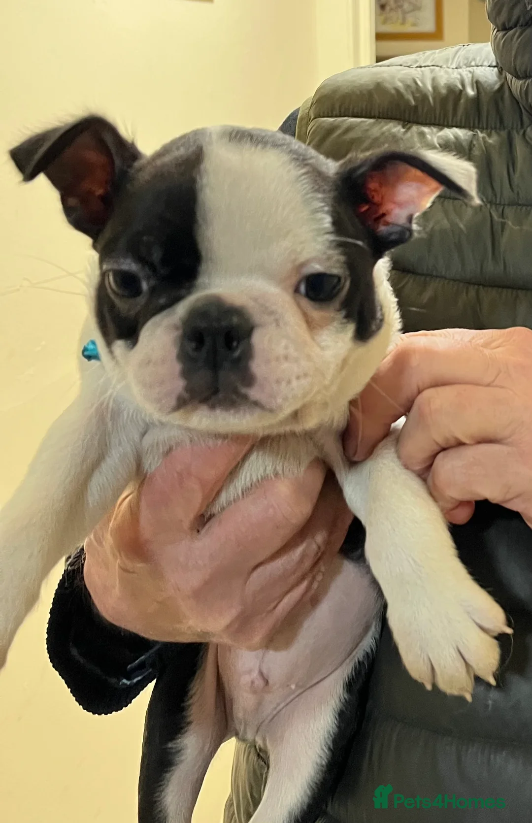 Boston Terrier dogs for sale: Boston Terrier male puppy - Advert 3