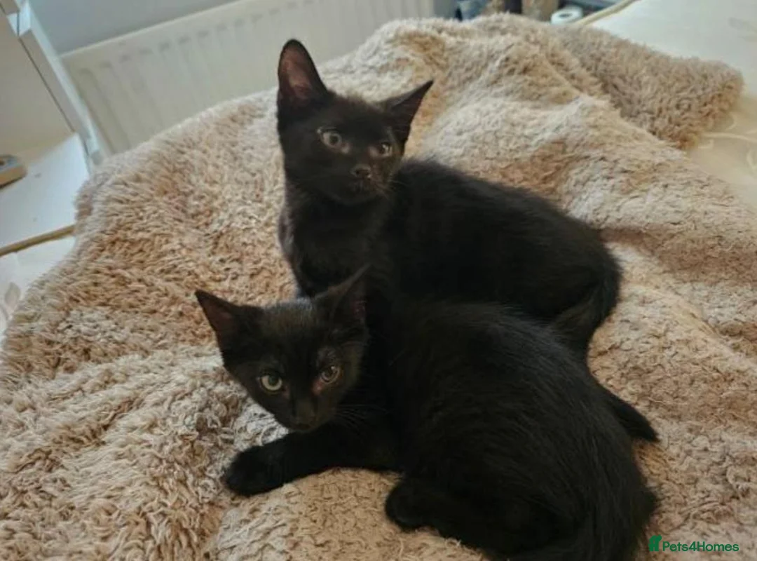 Mixed Breed cats for sale: 2 beautiful black kittens - Advert 1