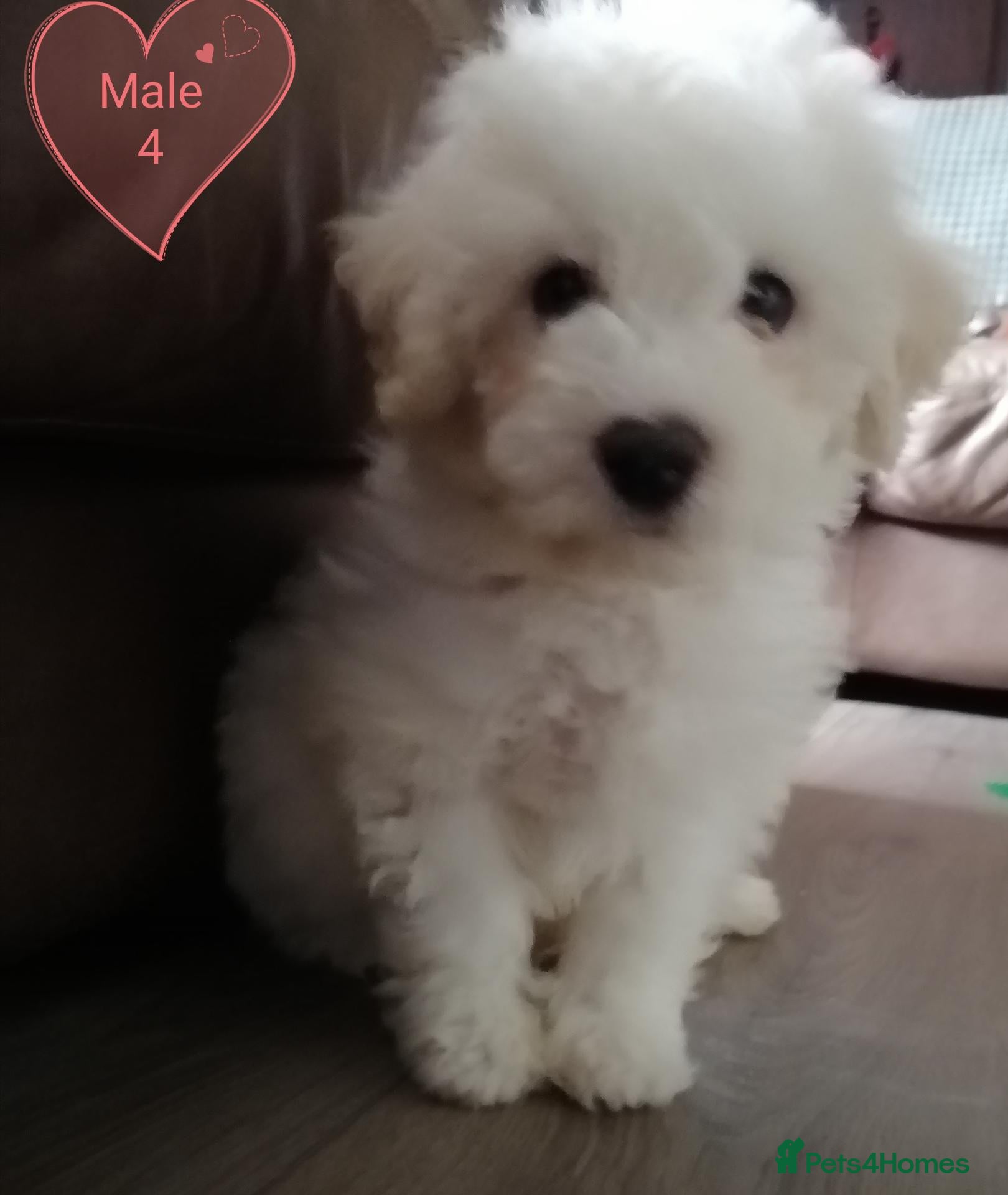 Bichon Frise dogs for sale: Bichon Frise Bichons - Advert 4