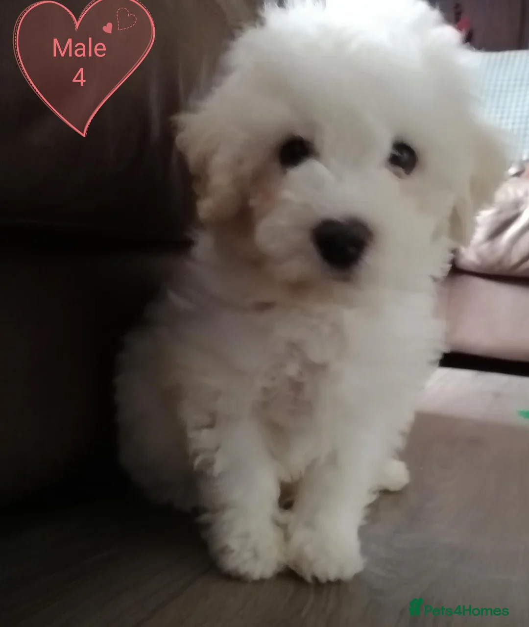 Bichon Frise dogs for sale: Bichon Frise Bichons - Advert 1
