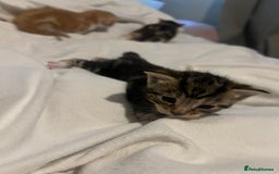 Mixed Breed cats for sale: 3 beautiful fluffy kittins  - Image 3