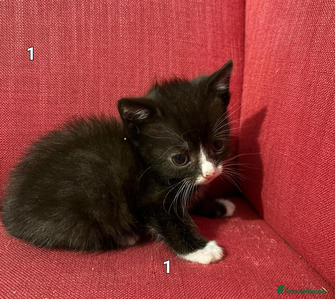 Mixed Breed cats for sale: 4 beautiful female kittens - Advert 2