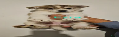 Ezra