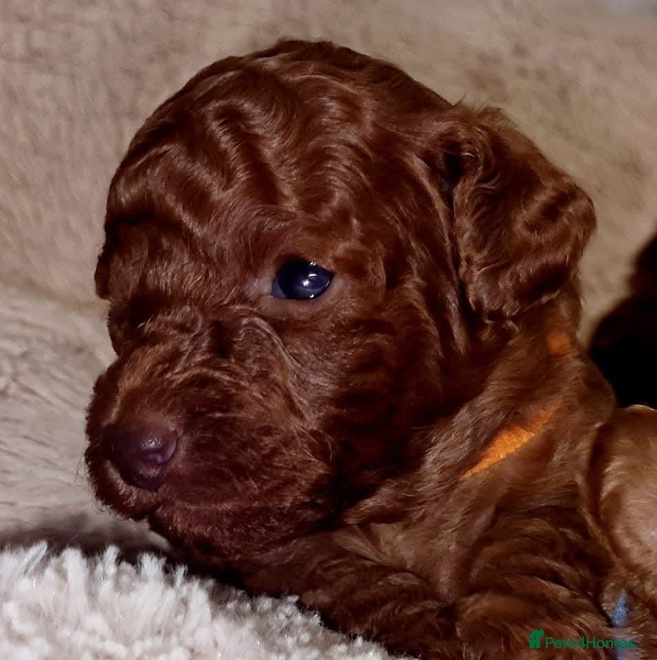 Toy Poodle dogs  Deep red tiny toy poodle pups due in 12 days - Advert 13