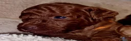 Toy Poodle dogs for sale: Deep red toy poodle pups due in 5 weeks  - Advert 4