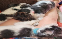 Morkie dogs for sale: Maltese cross - Image 5