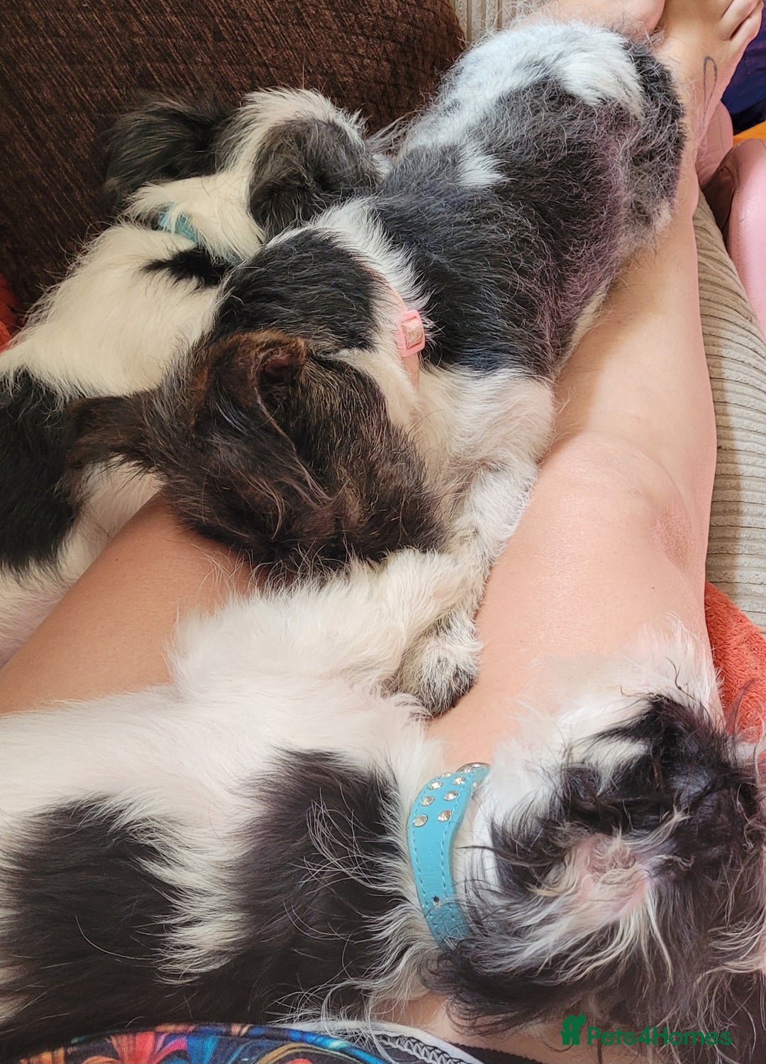 Morkie dogs for sale: Maltese cross - Image 5