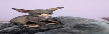 Sphynx 1 - Boy