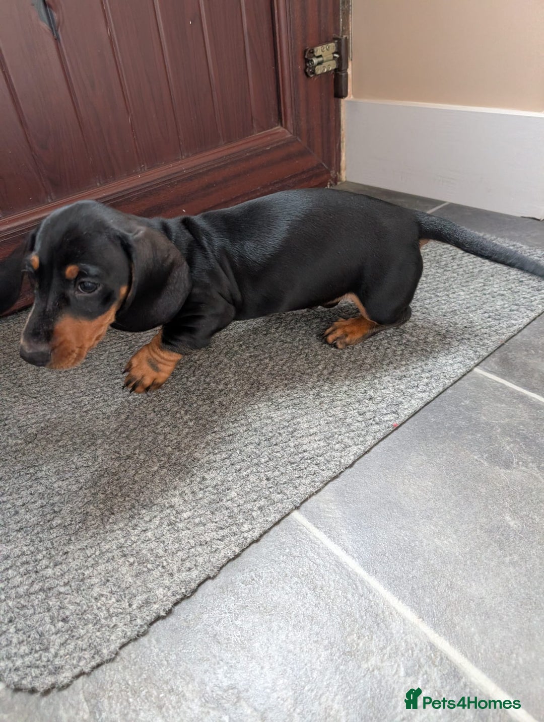 Miniature Dachshund dogs for sale: Miniature Dachshund Puppies  - Image 7