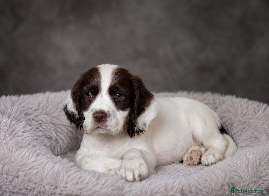 Mixed Breed dogs *Therapy bred, ready now. Clumber cocker springer - Advert 19