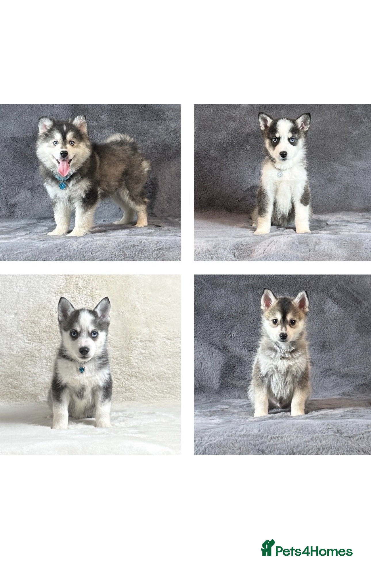 Pomsky dogs Stunning blue eyes f3 Pomsky puppies for sale - Advert 2