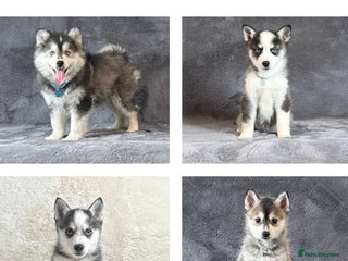 Pomsky dogs Stunning blue eyes f3 Pomsky puppies for sale - Advert 2
