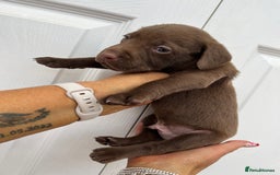Mixed Breed dogs for sale: 4 week old puppies - Image 5