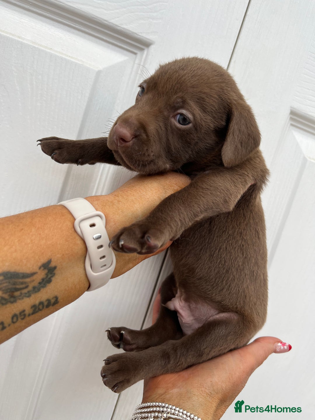 Mixed Breed dogs for sale: 4 week old puppies - Image 5