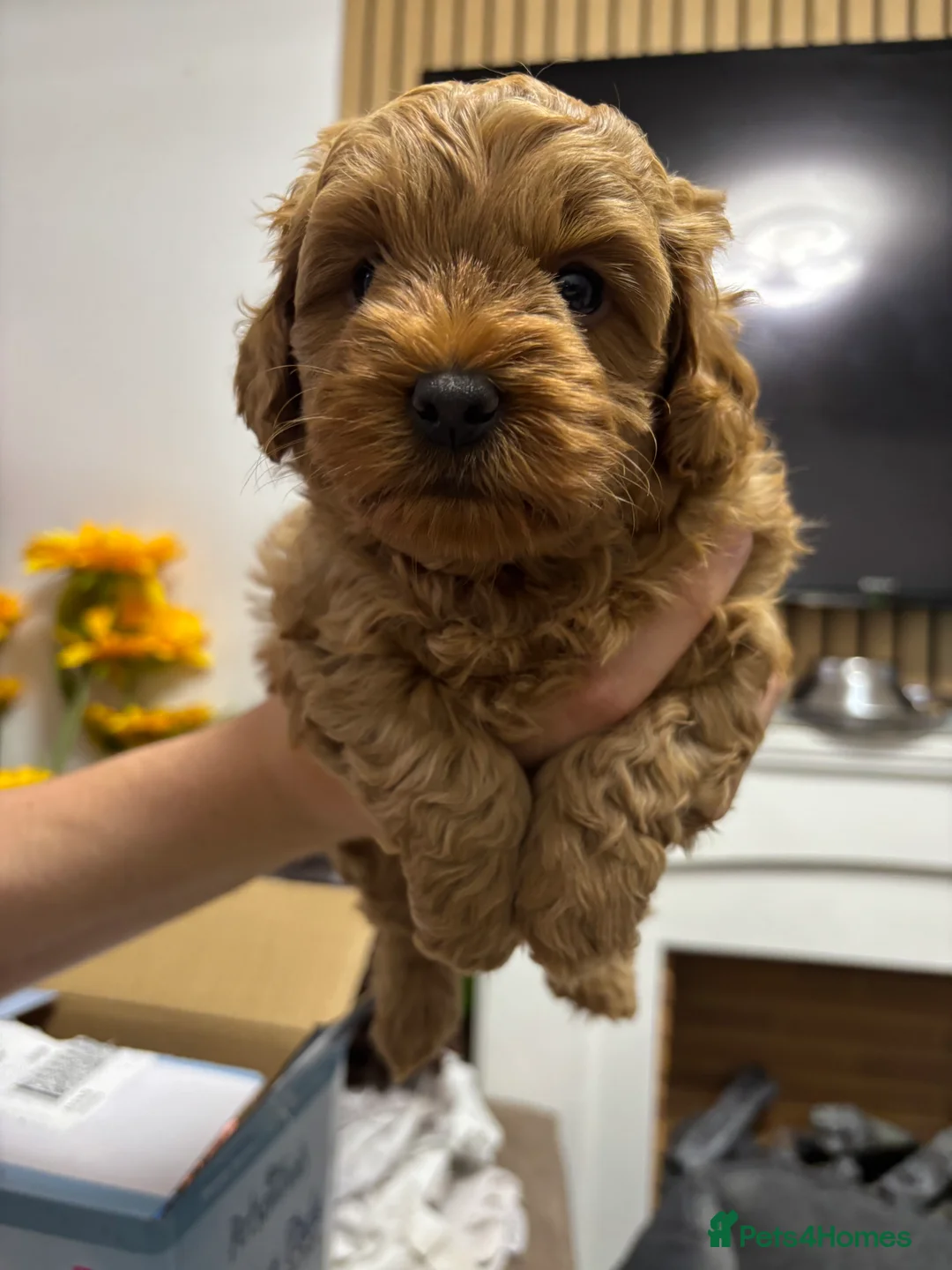 Poochon dogs for sale: 2 stunning Toy Poochon boys available  - Advert 15