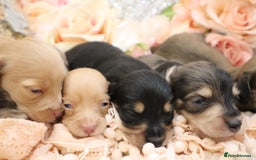 Miniature Dachshund dogs for sale: KC Longhair Miniature Dachshund Puppies - Image 28