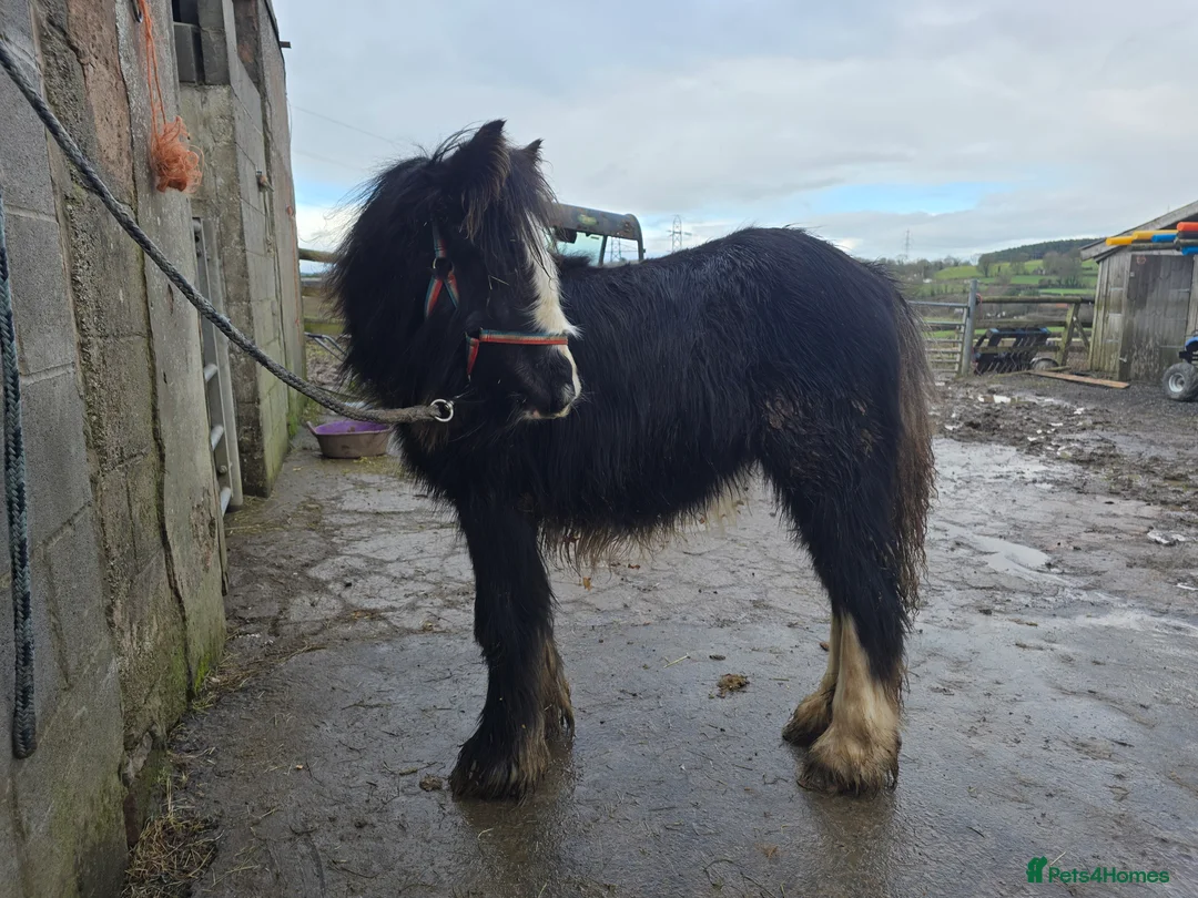 Irish Cob horses for sale: Beautiful 6mth Blagdon Filly - Advert 10