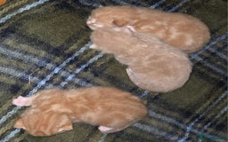 Mixed Breed cats for sale: Beautiful kittens - Image 2