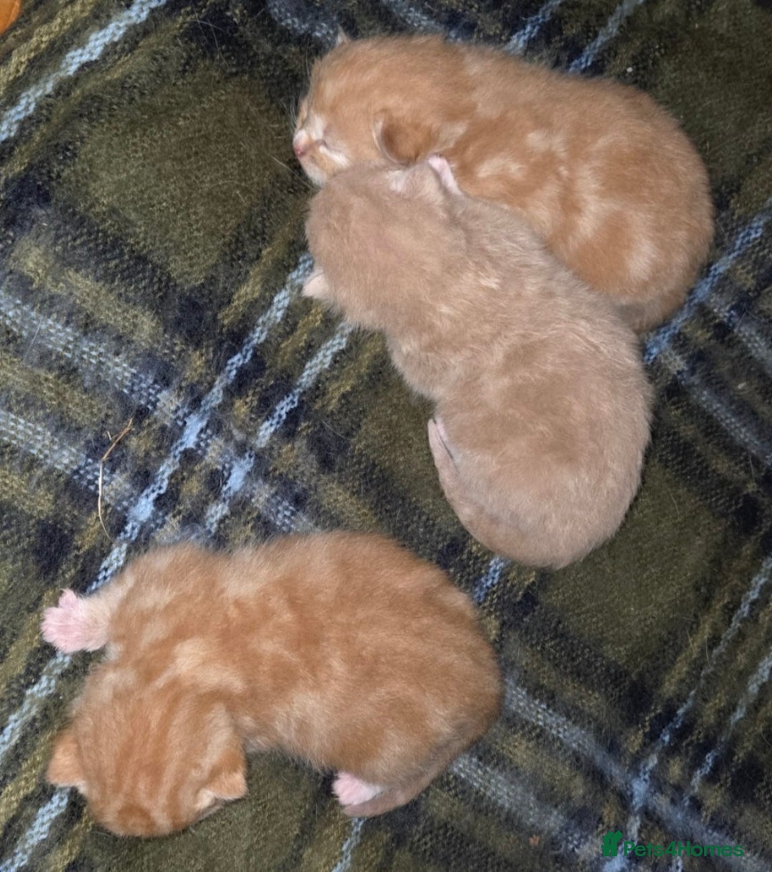 Mixed Breed cats for sale: Beautiful kittens - Image 2