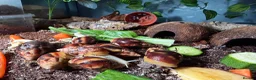 Snails invertebrates for sale: Achatina Fulica Giant African land snails  - Advert 3
