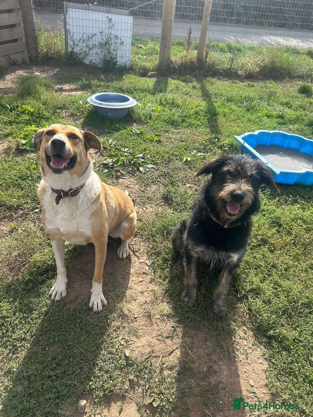 Mixed Breed dogs for adoption: ROSIE  - Advert 11