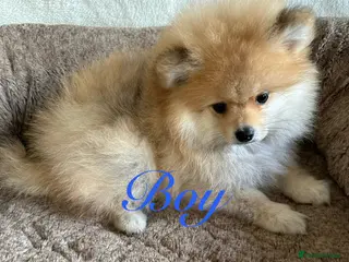 Pomeranian dogs Pomeranian puppies - 1 last puppy left - Advert 16