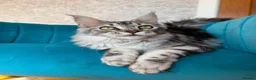 Maine Coon cats for sale: TICA Pedigree Registered Maine Coon Kittens - Advert 16